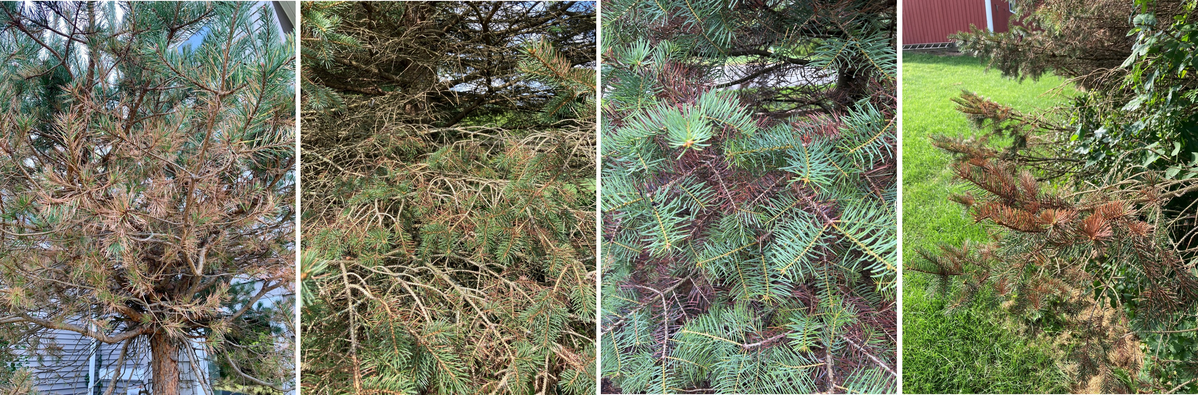 Examples of sections of evergreen canopy